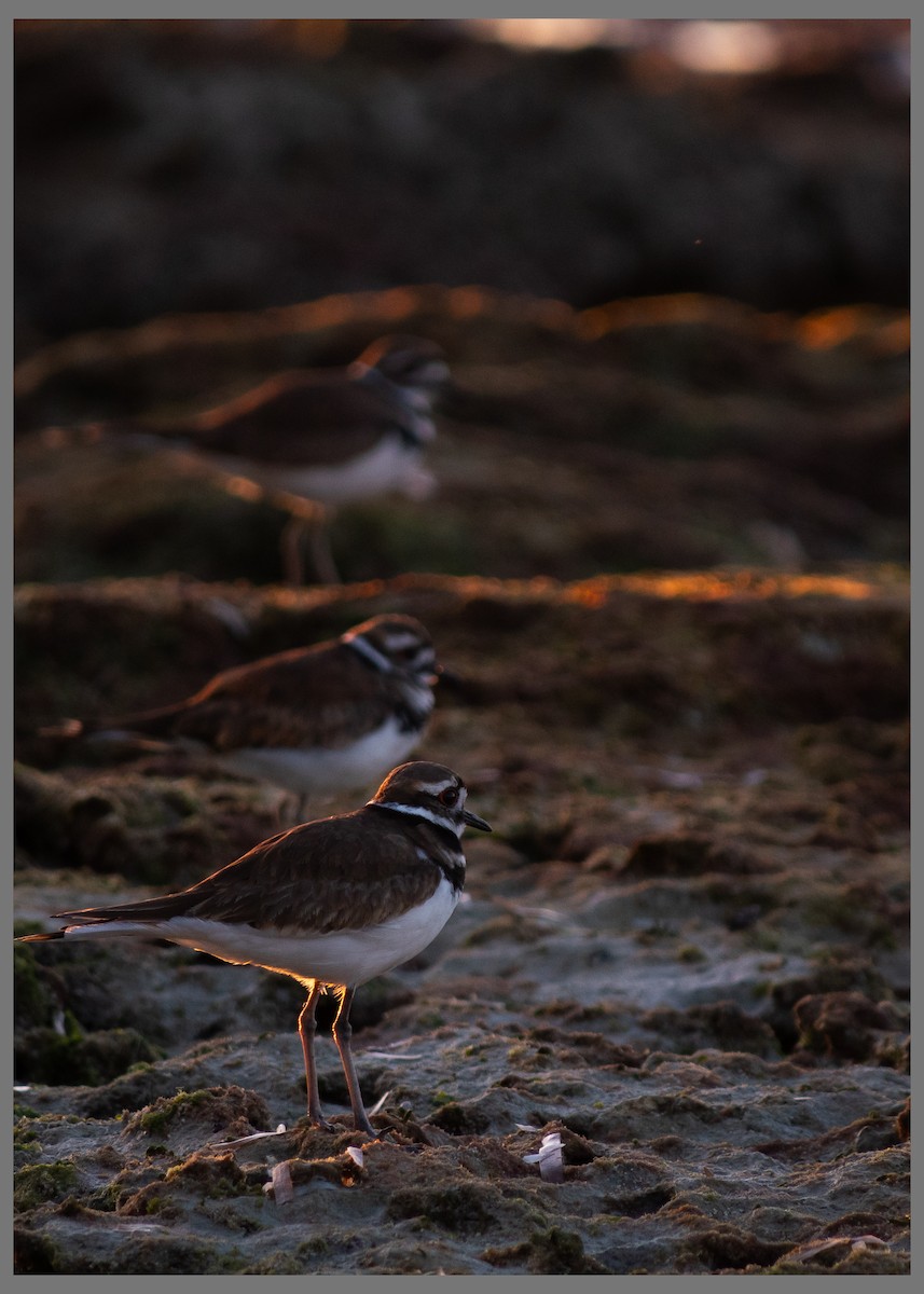 フタオビチドリ - ML647585067