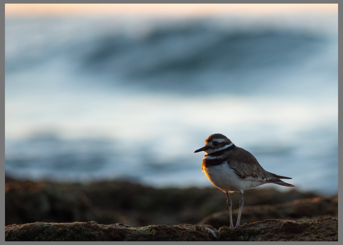 フタオビチドリ - ML647585068