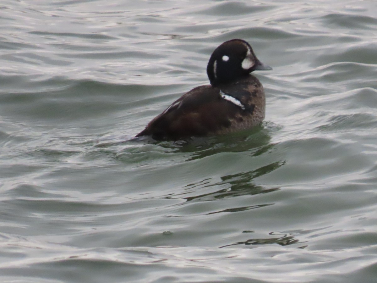 Harlequin Duck - ML647585076