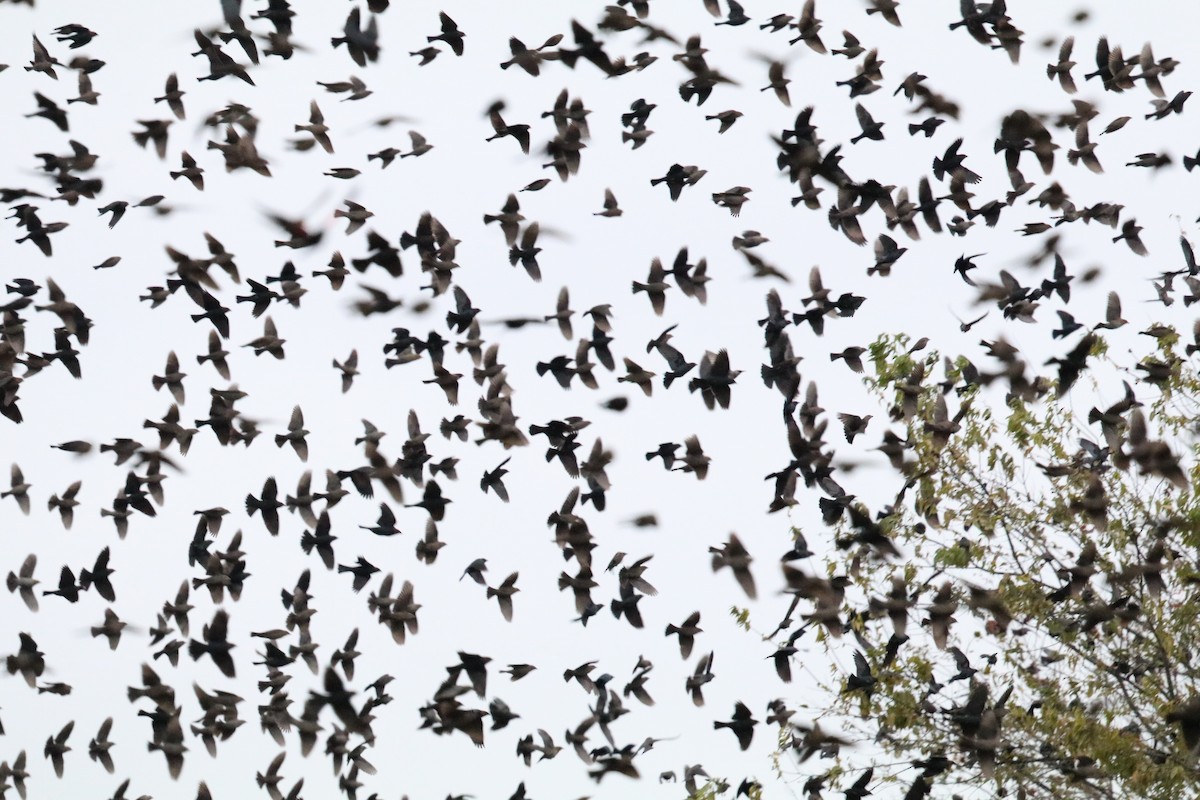 brunhodetrupial - ML647585127