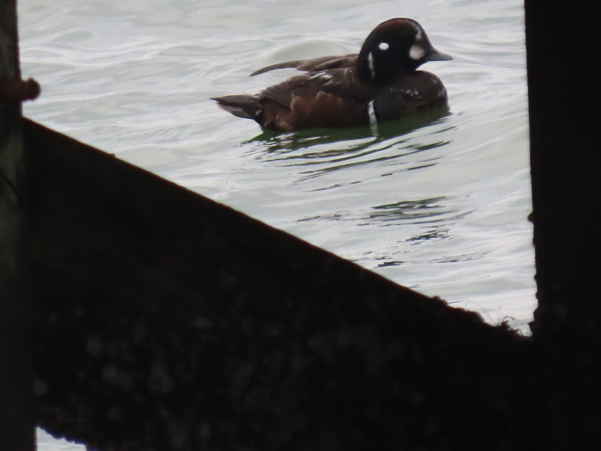 Harlequin Duck - ML647585137