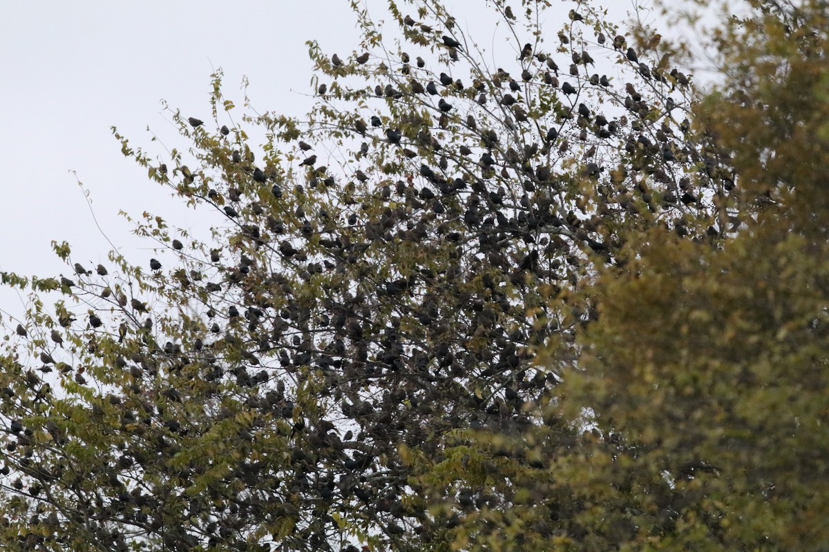 brunhodetrupial - ML647585148