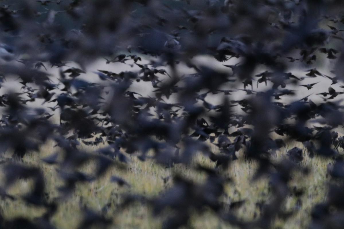 brunhodetrupial - ML647585149