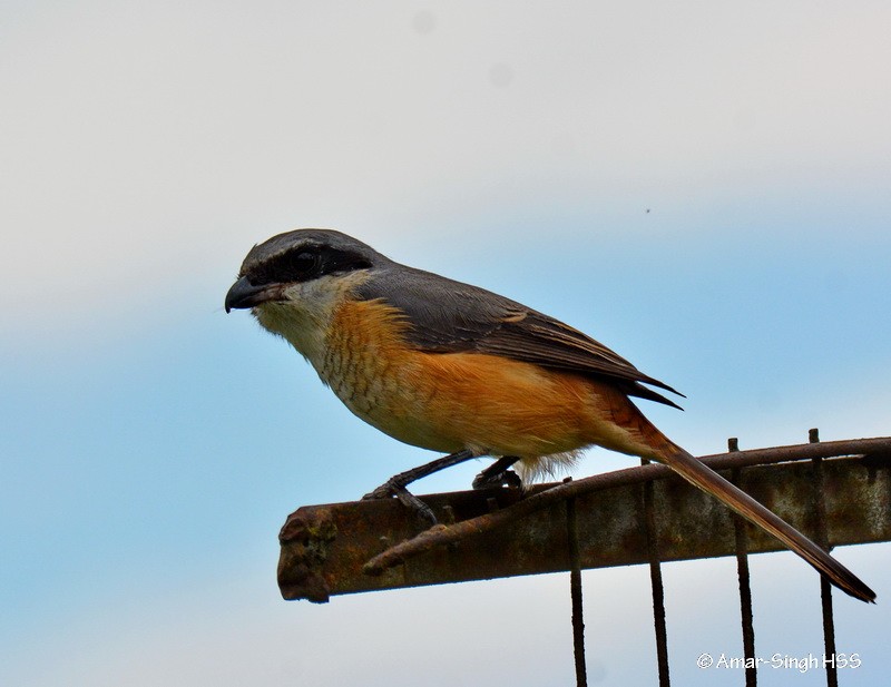 Тибетский сорокопут - ML647585154