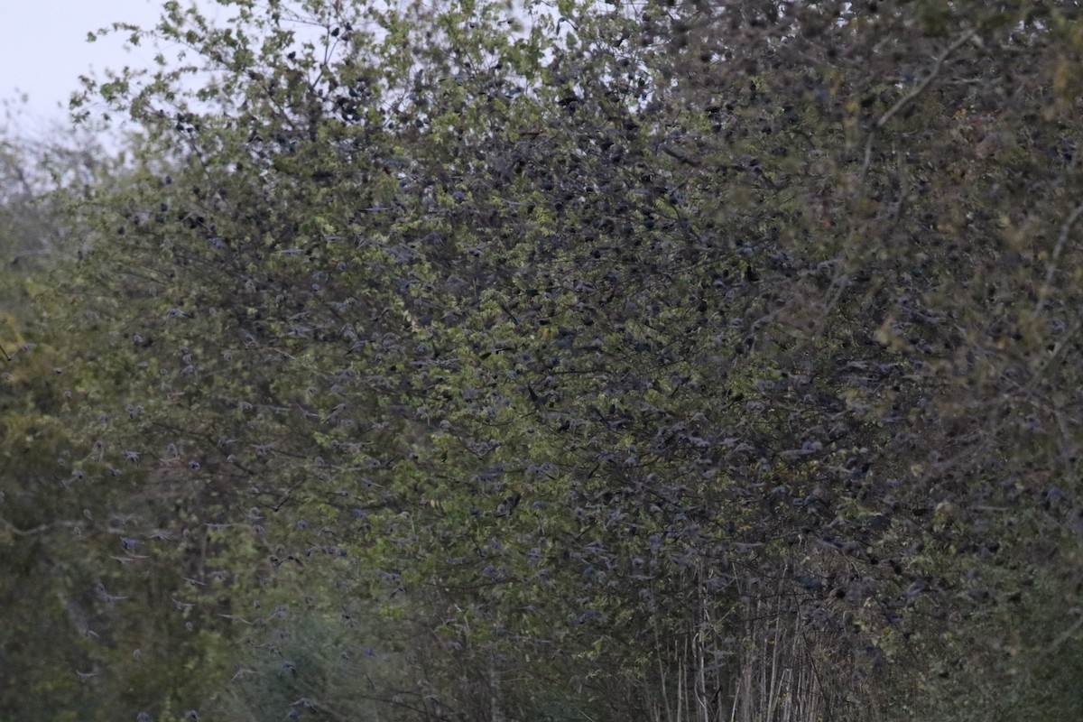 brunhodetrupial - ML647585160