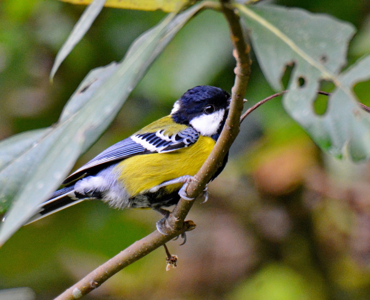 Bergkohlmeise - ML647585162