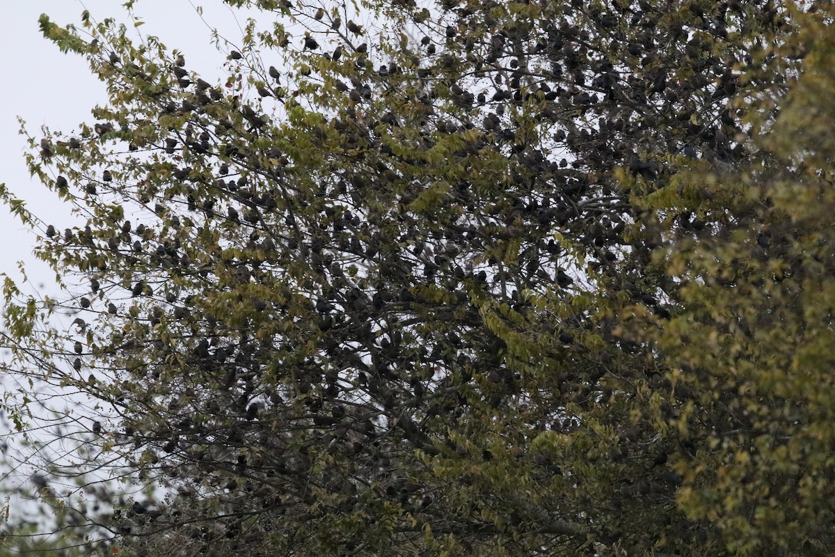 brunhodetrupial - ML647585172