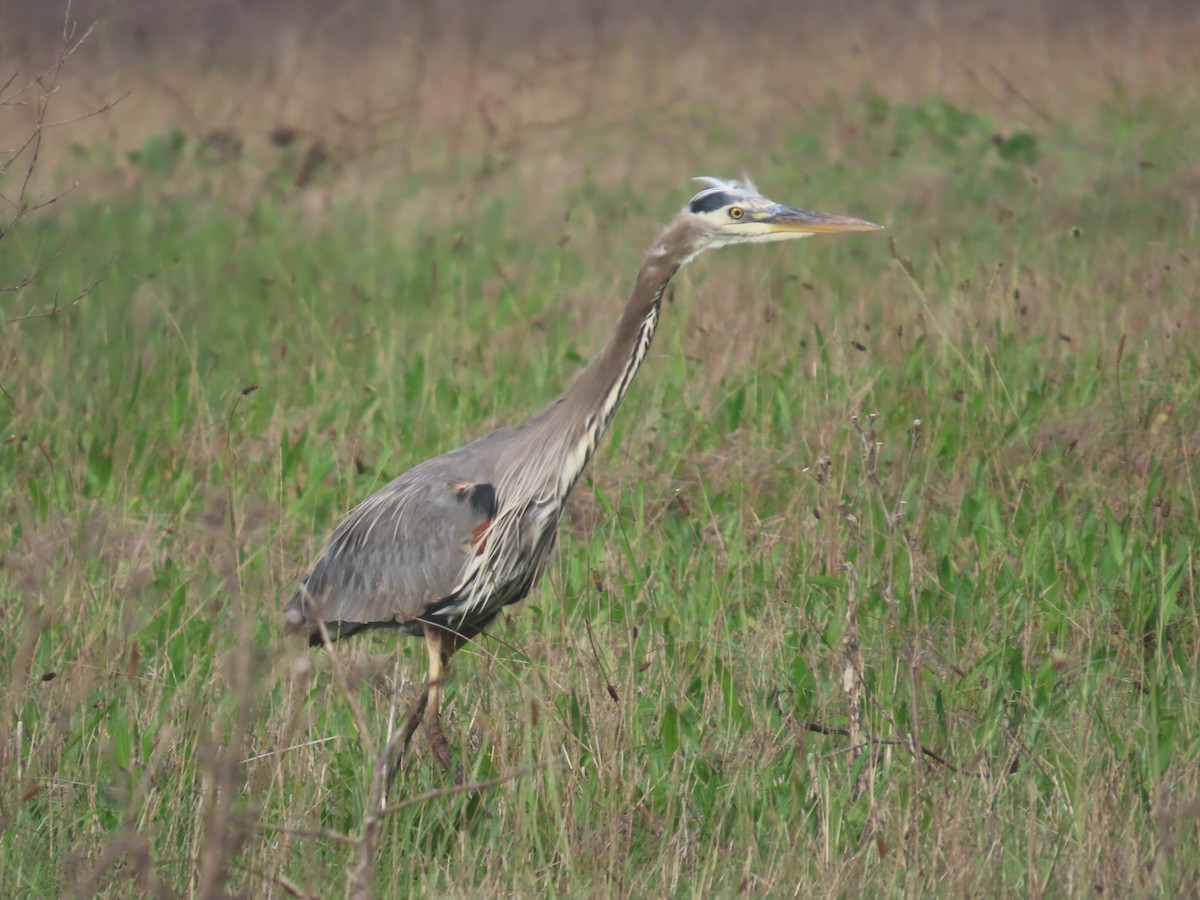 Great Blue Heron - ML647585173