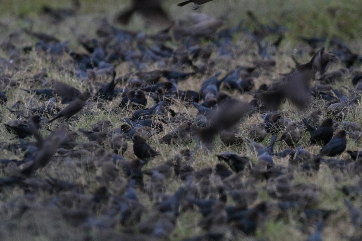 brunhodetrupial - ML647585182