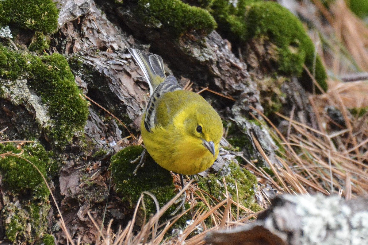 Pine Warbler - ML647585189