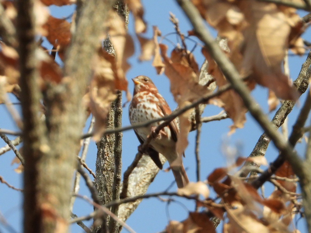 strnadec kaštanový - ML647585196