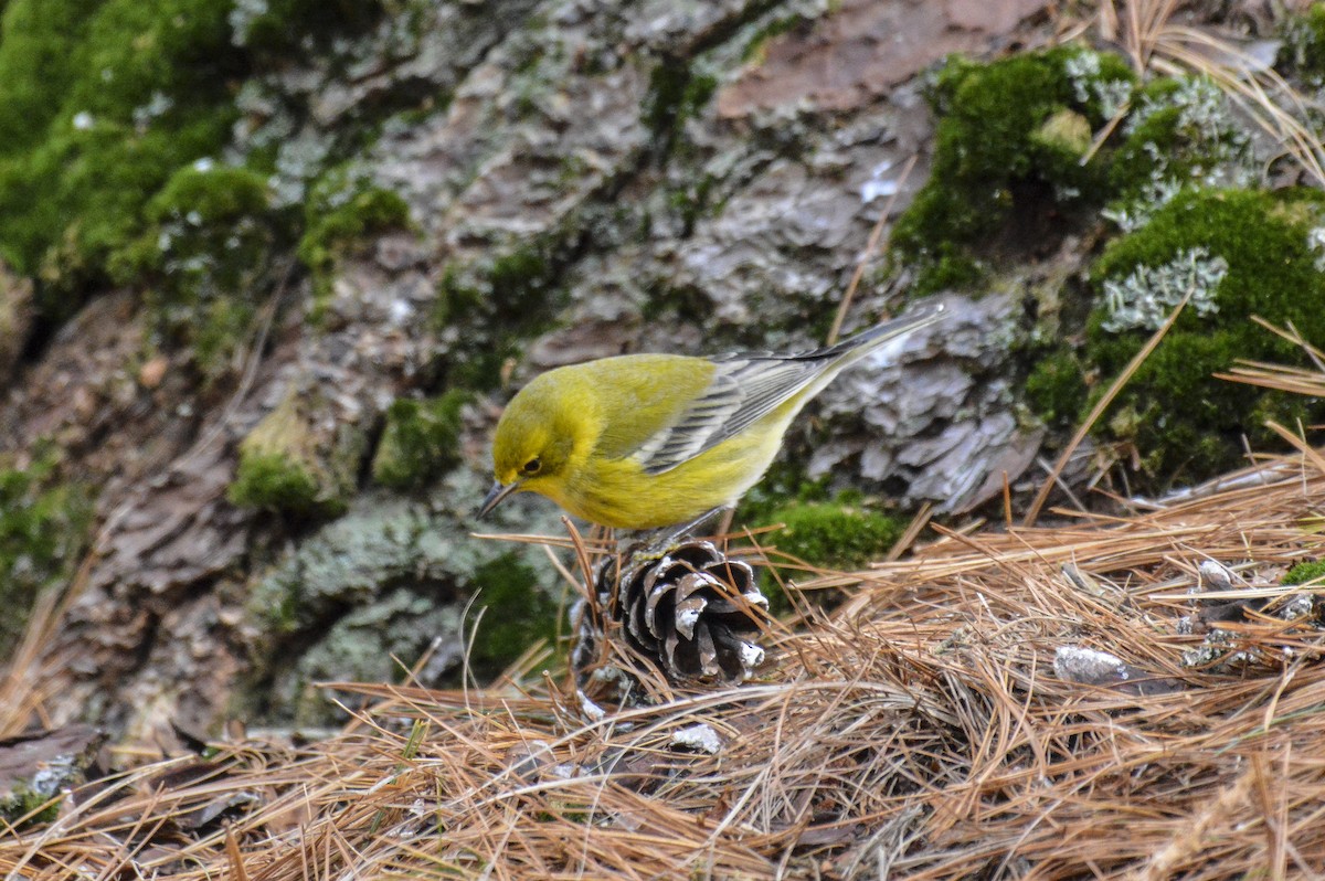 Pine Warbler - ML647585202