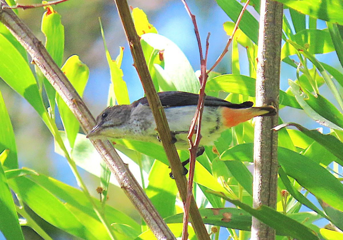 Picaflores Golondrina - ML647585215