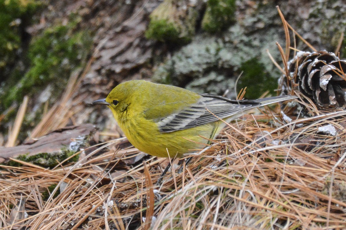 Pine Warbler - ML647585219