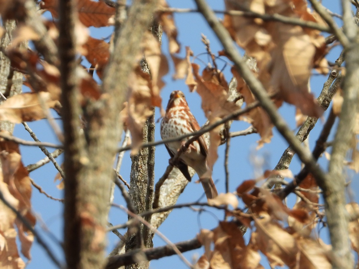 strnadec kaštanový - ML647585222