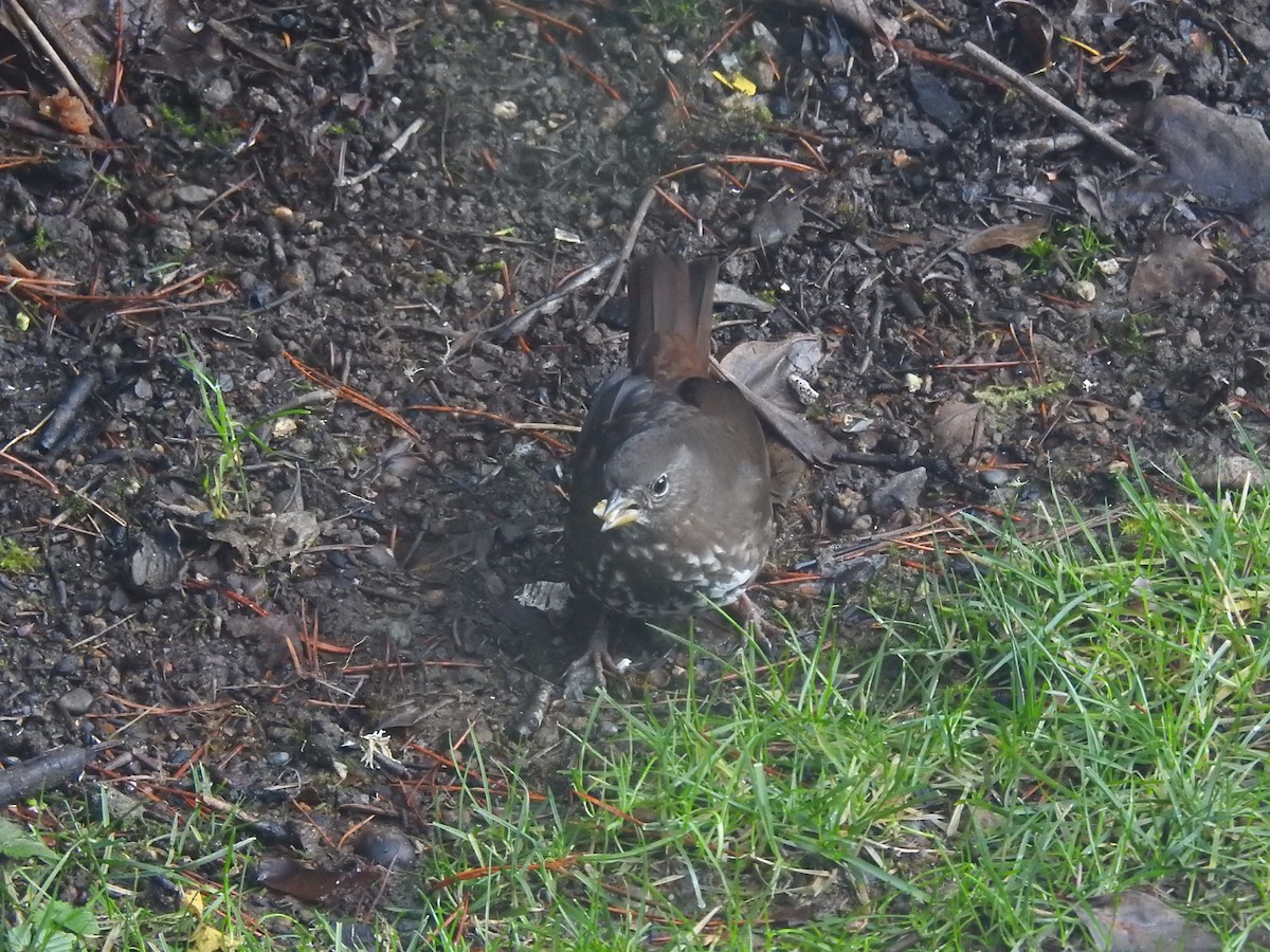 strnadec kaštanový [skupina unalaschcensis] - ML647585223