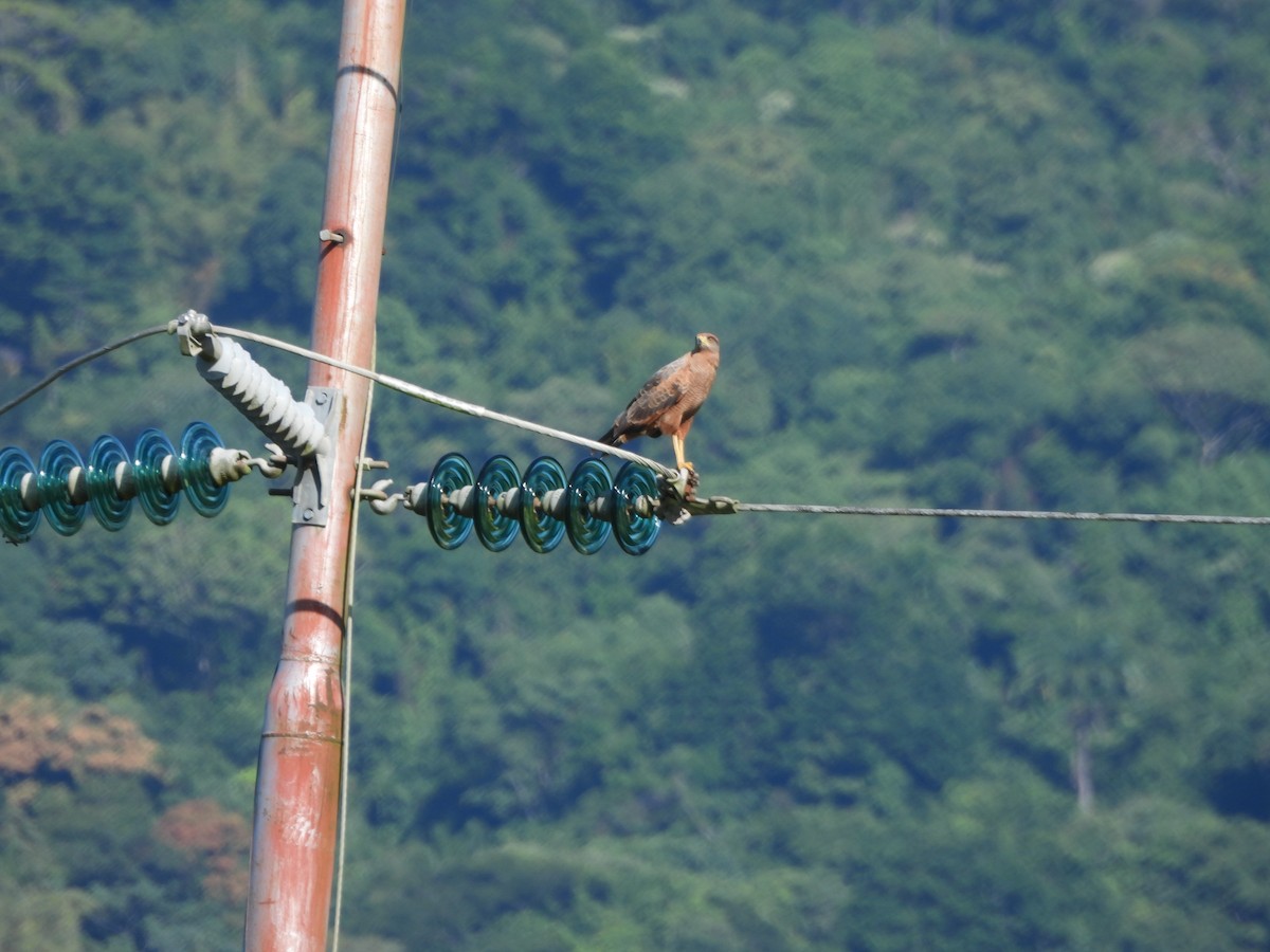 Busardo Sabanero - ML647585233