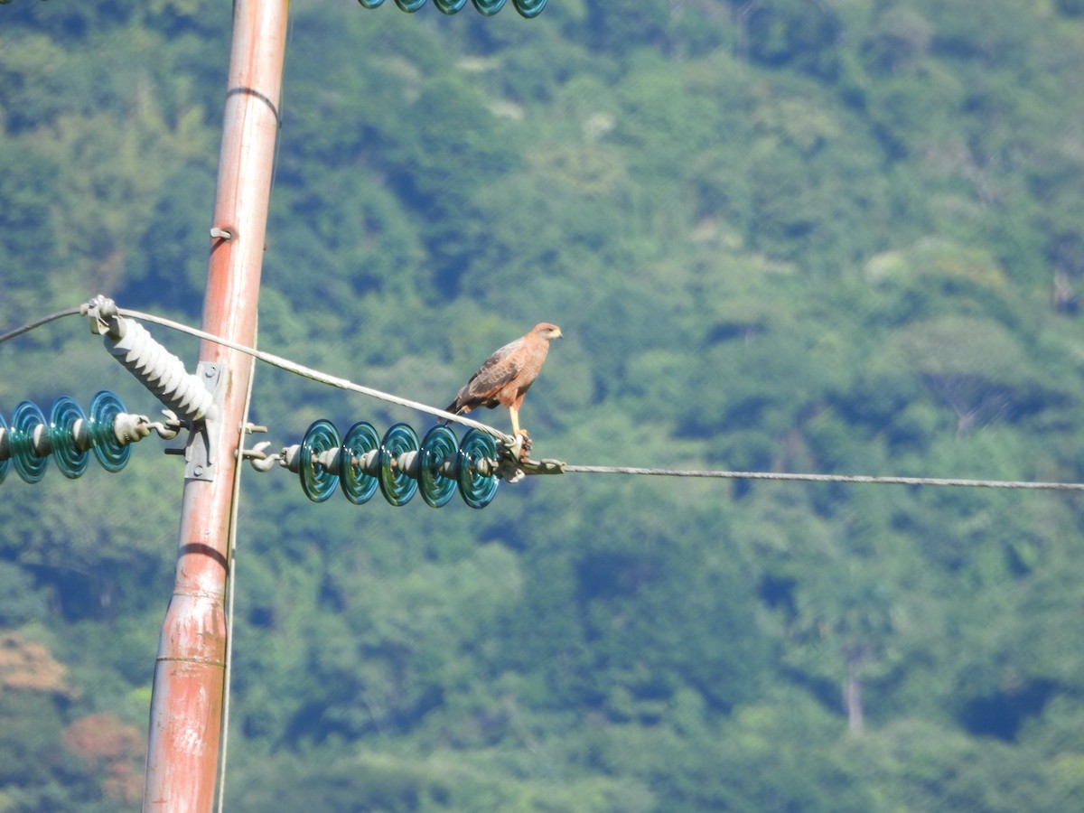 Busardo Sabanero - ML647585234