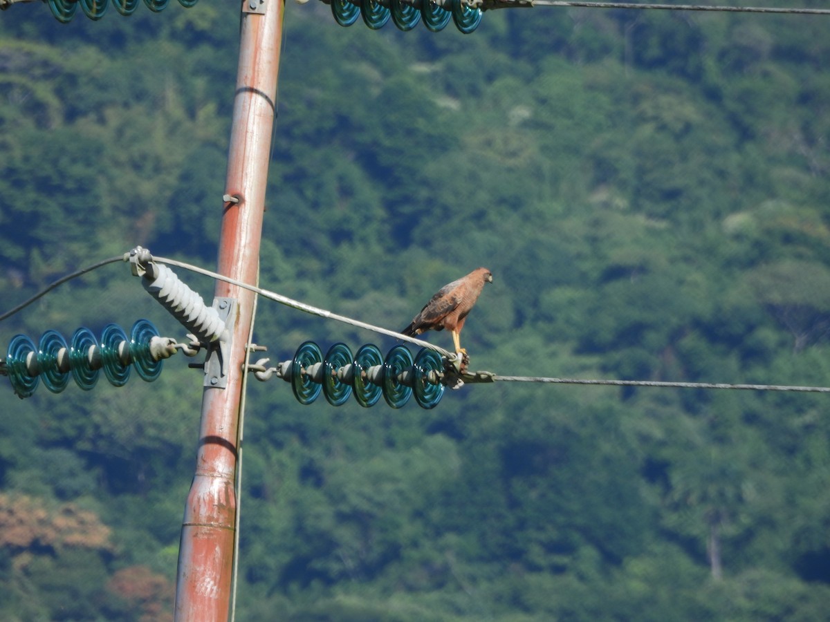 Busardo Sabanero - ML647585236