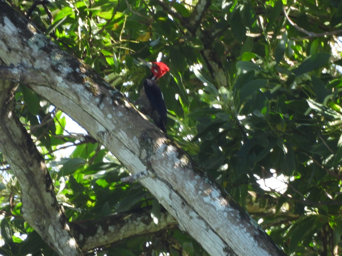 Crimson-crested Woodpecker - ML647585250