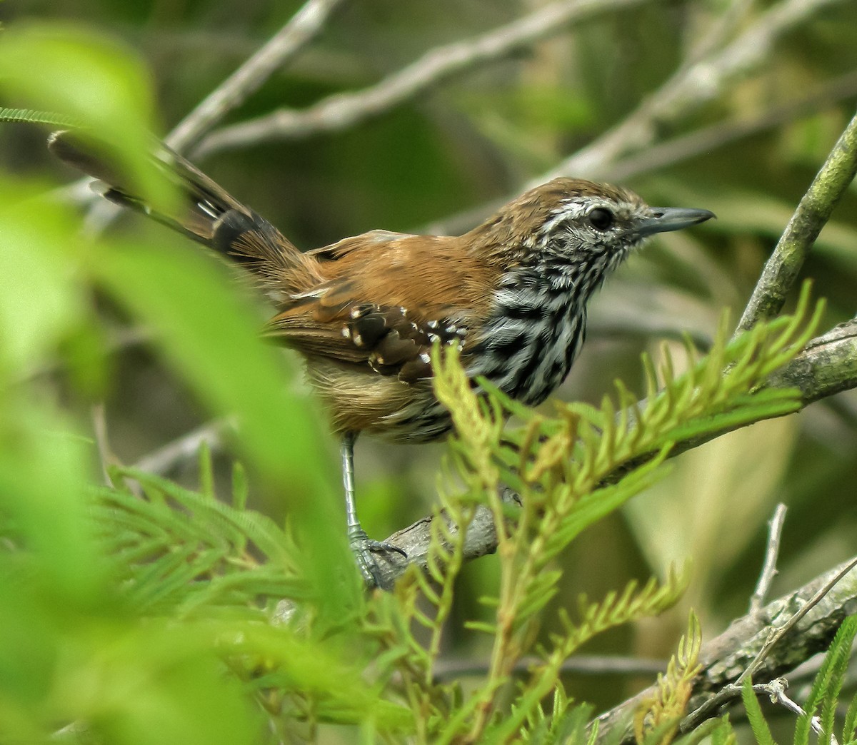 Rusty-backed Antwren - ML647585258