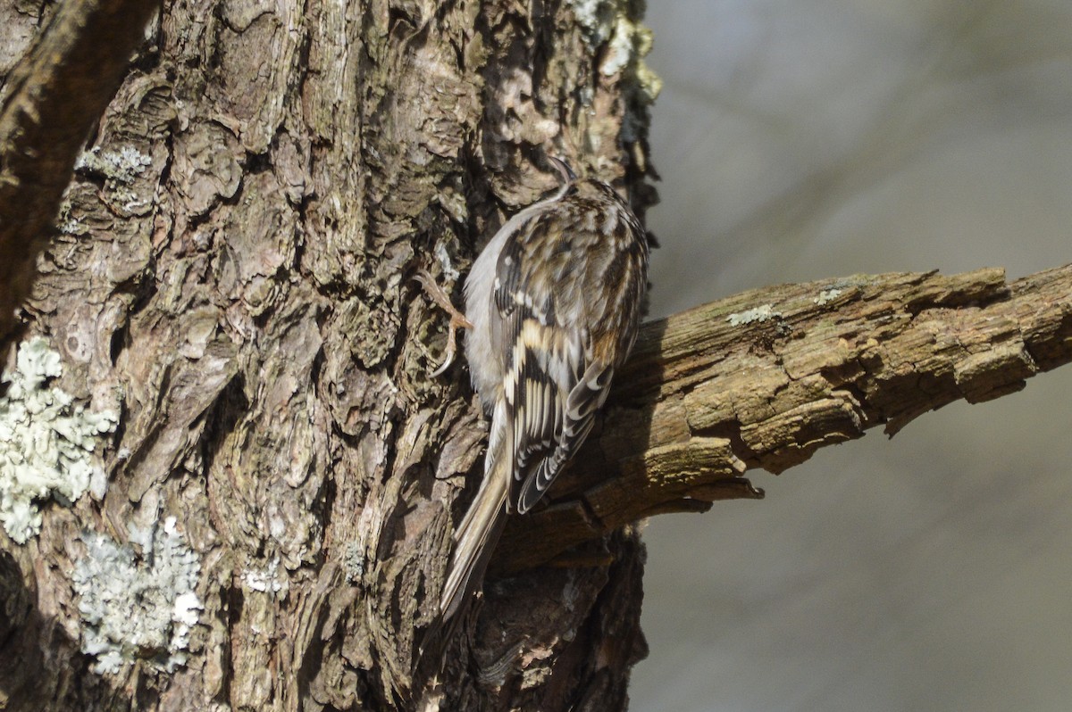 Brown Creeper - ML647585273