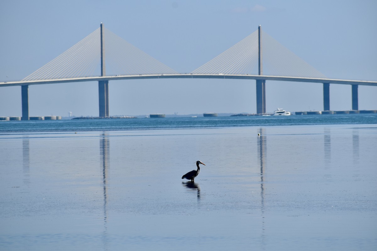 Great Blue Heron - ML647585282