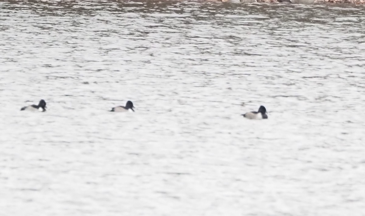 Чернь канадська - ML647585289