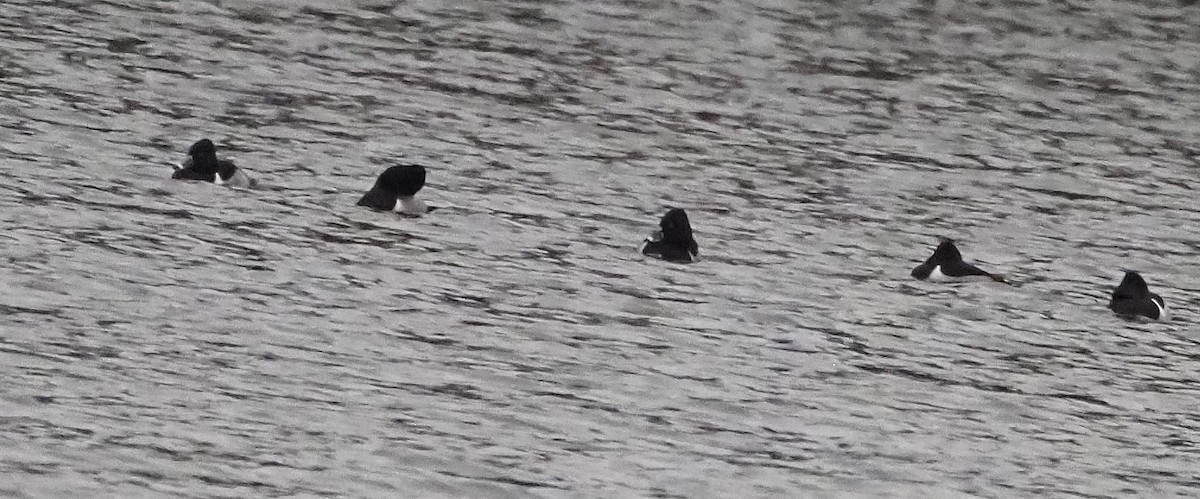 Чернь канадська - ML647585290