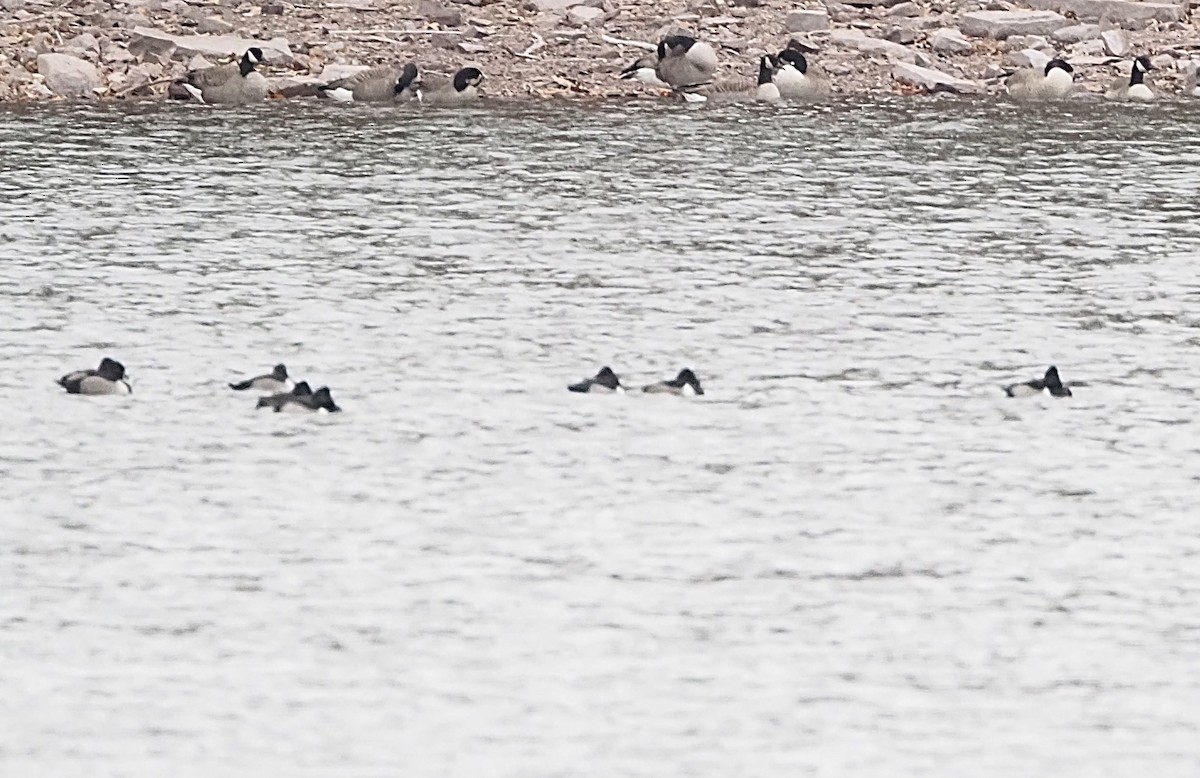 Чернь канадська - ML647585291