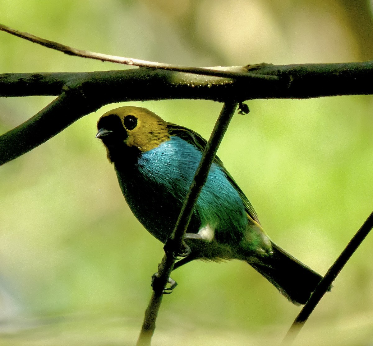 Gilt-edged Tanager - ML647585295