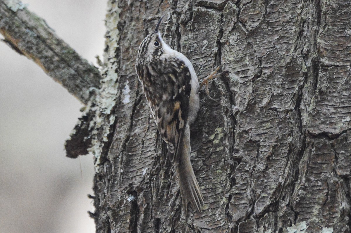 Brown Creeper - ML647585307