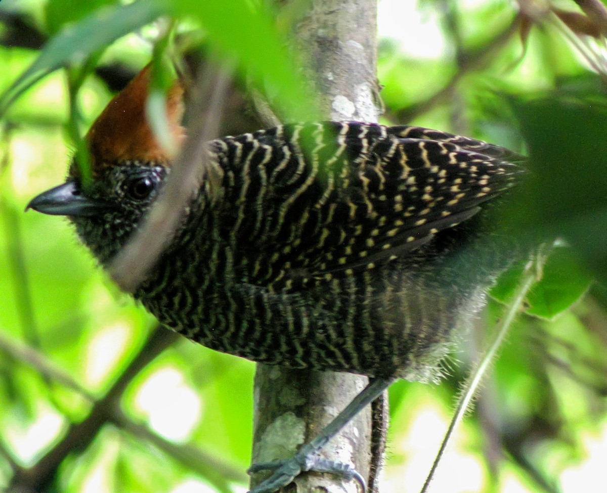 Tufted Antshrike - ML647585310