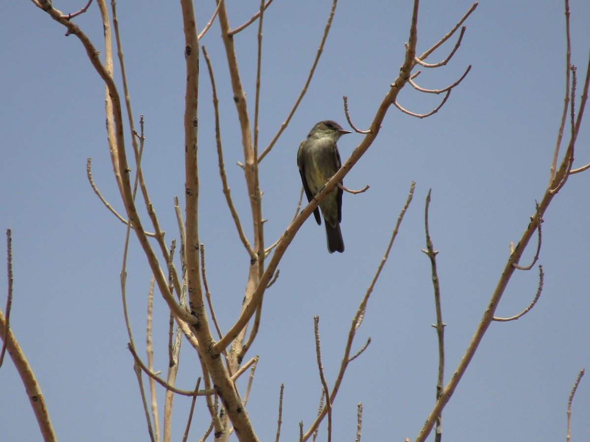 Western Wood-Pewee - ML647585318