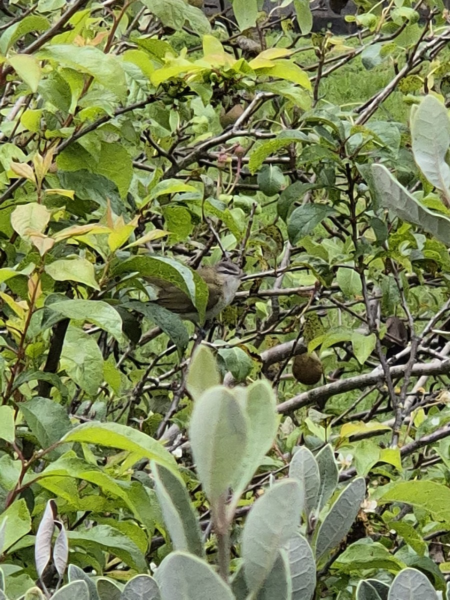 Красноглазый виреон - ML647585341