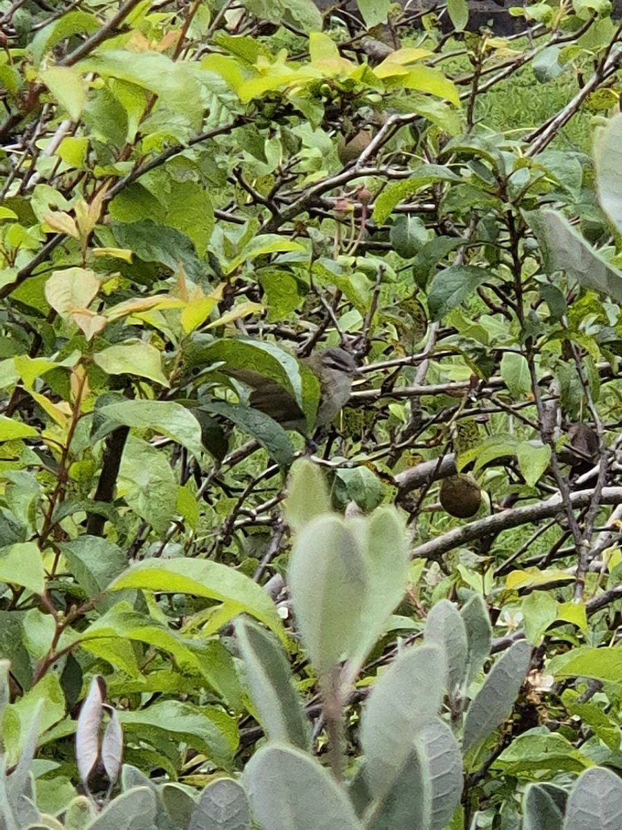 Красноглазый виреон - ML647585342