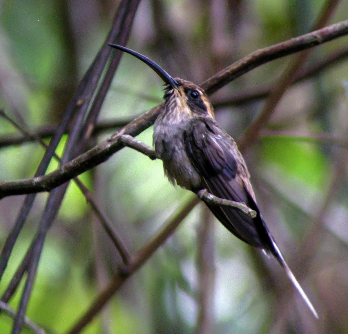 kolibřík šupinkohrdlý - ML647585344