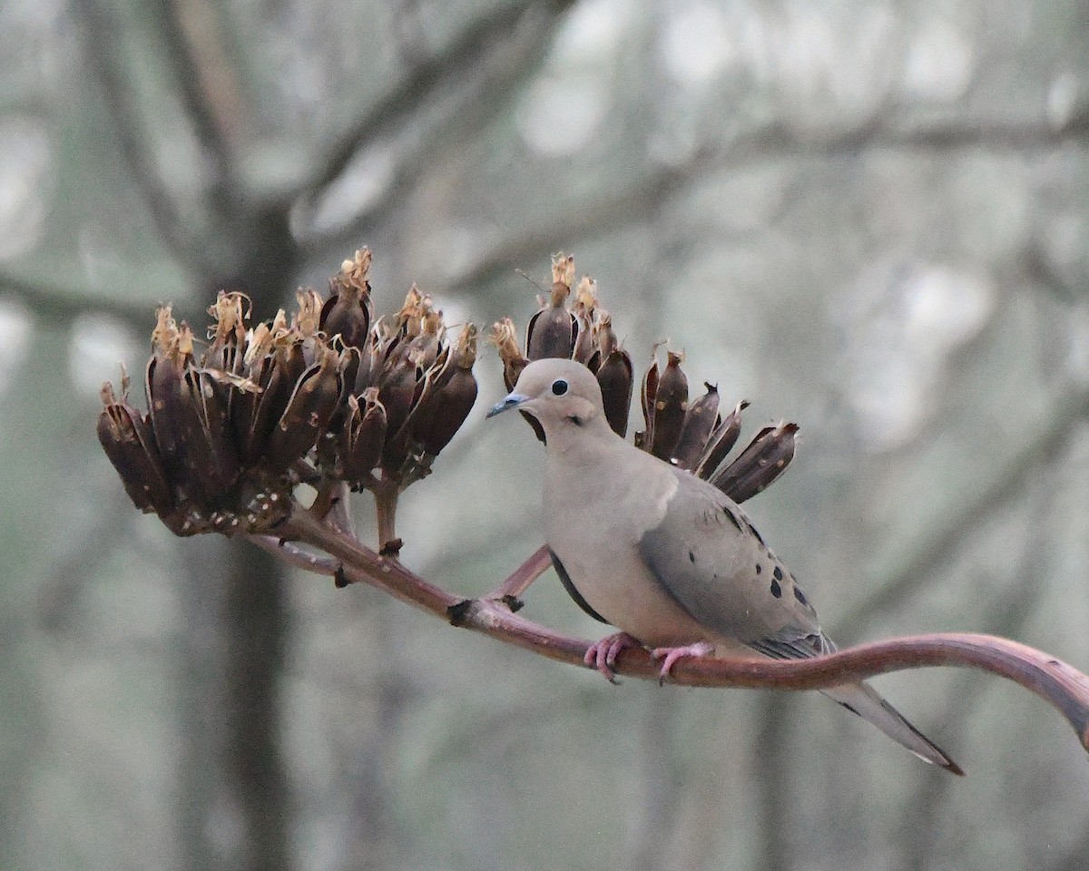 Mourning Dove - ML647585350