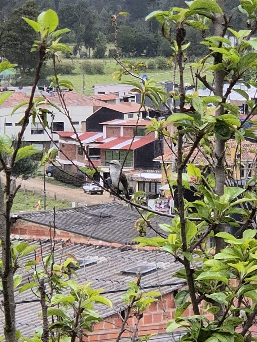 Tropikal Taklitçi - ML647585353