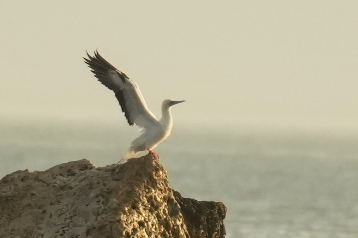 Сула червононога - ML647585356