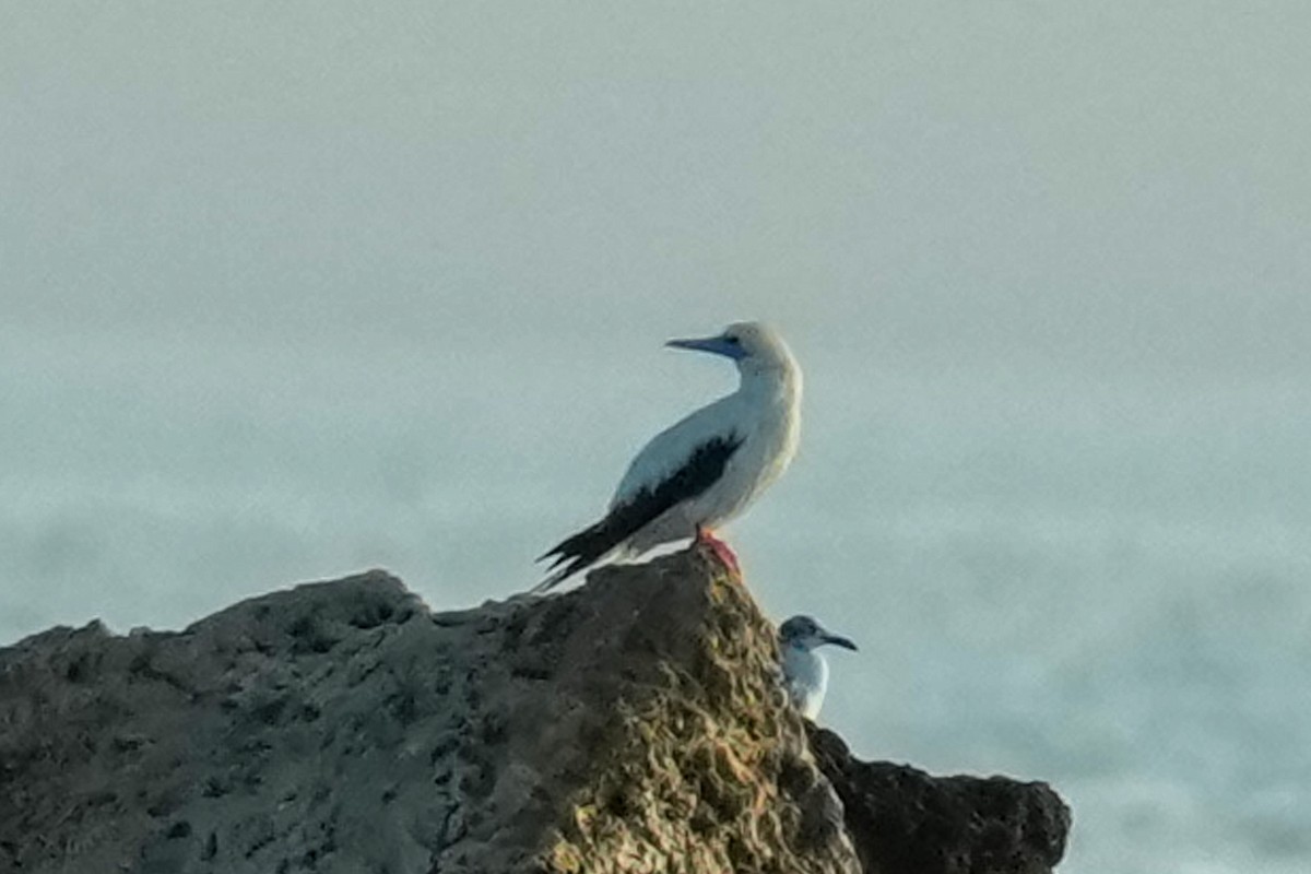 Сула червононога - ML647585357