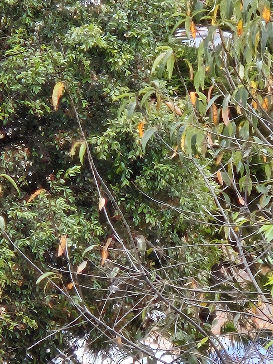 Eastern Wood-Pewee - ML647585383