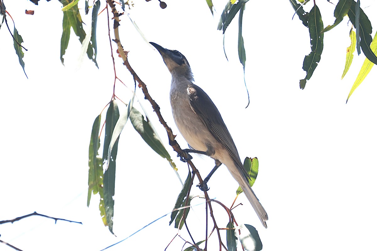 Little Friarbird - ML647585400