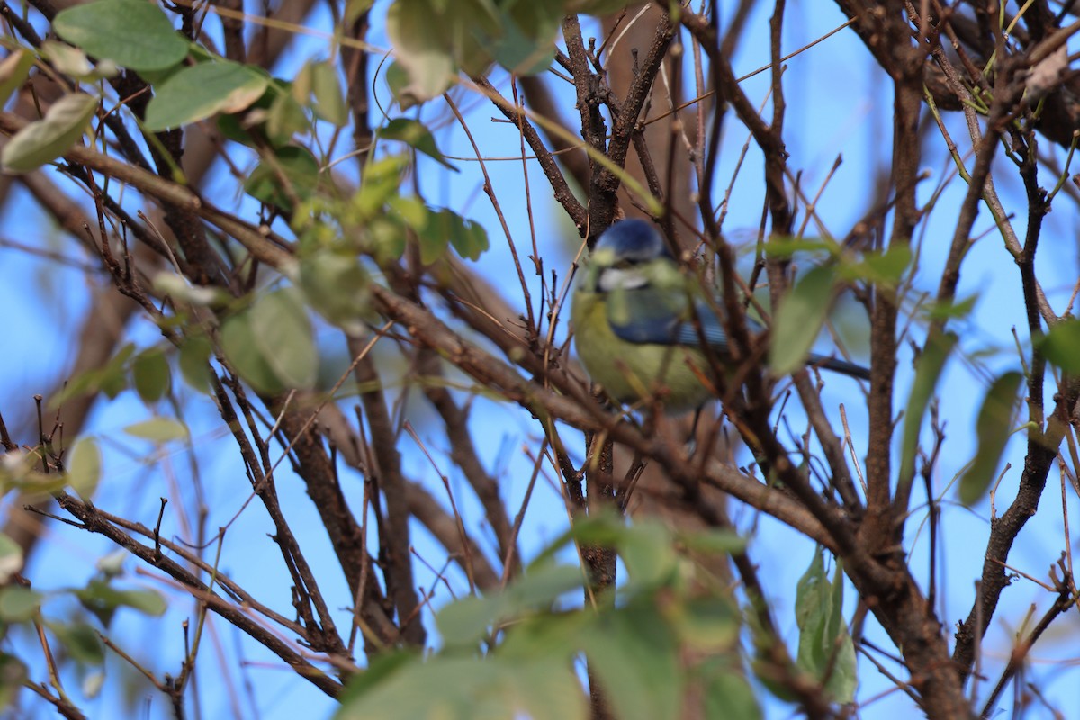 Eurasian Blue Tit - ML647585407
