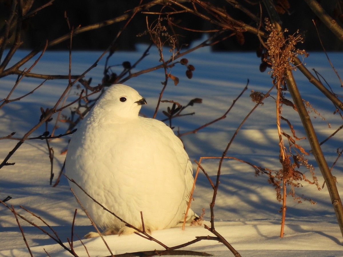 Willow Ptarmigan - ML647585409