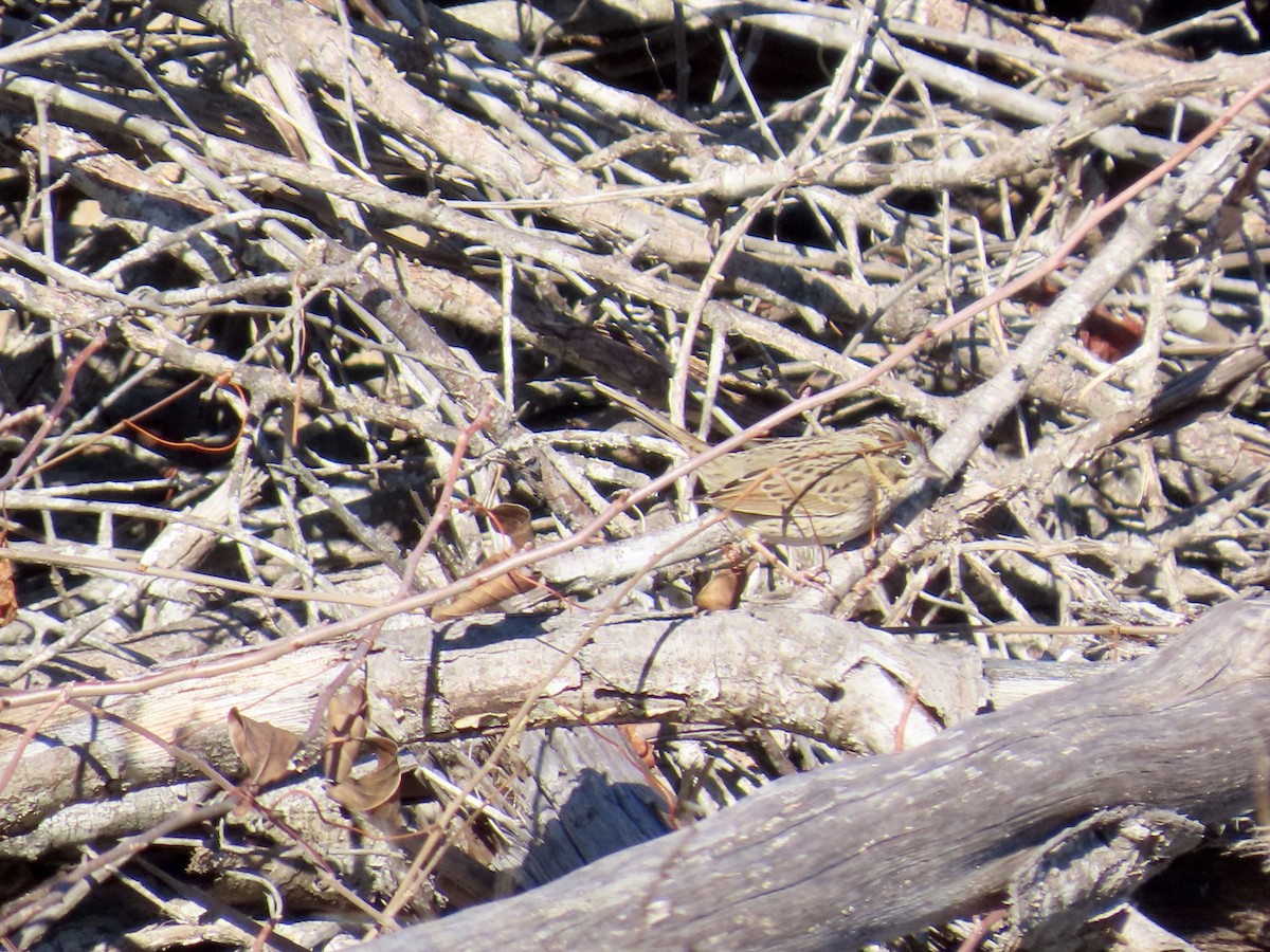 Lincoln Serçesi - ML647585410