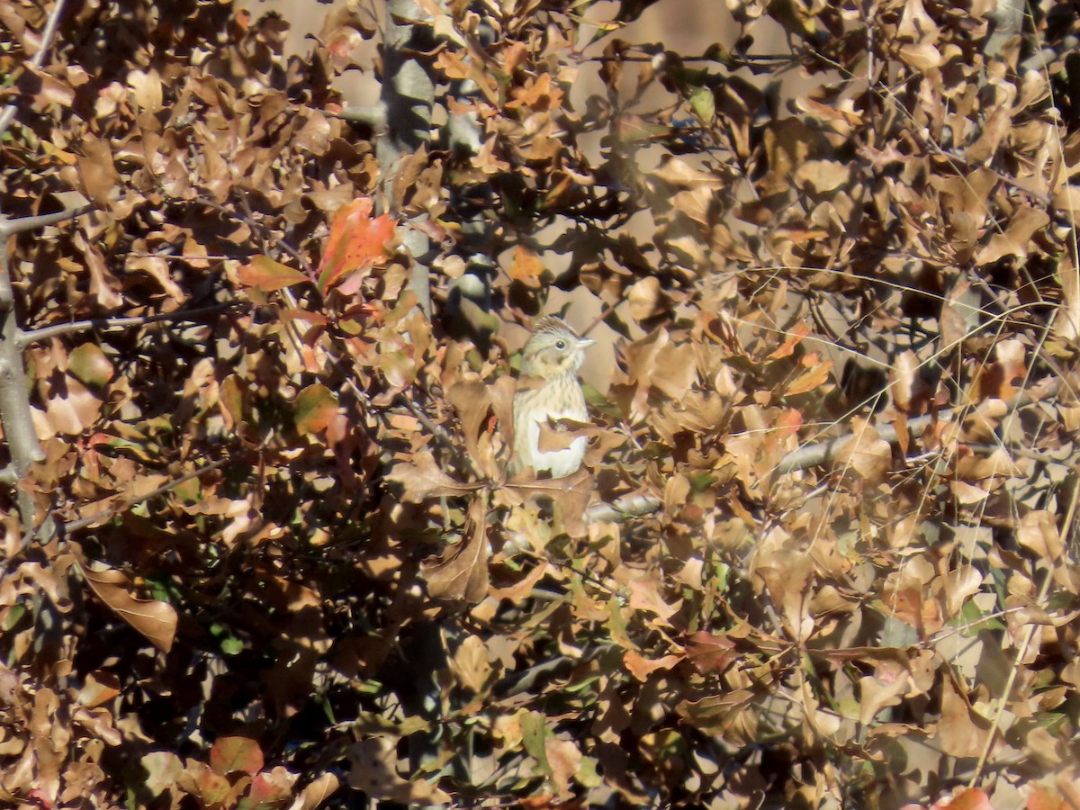 Lincoln Serçesi - ML647585411