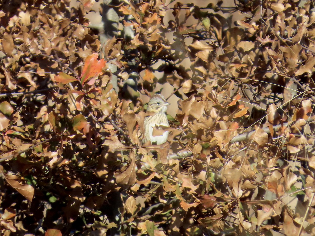 Lincoln Serçesi - ML647585412