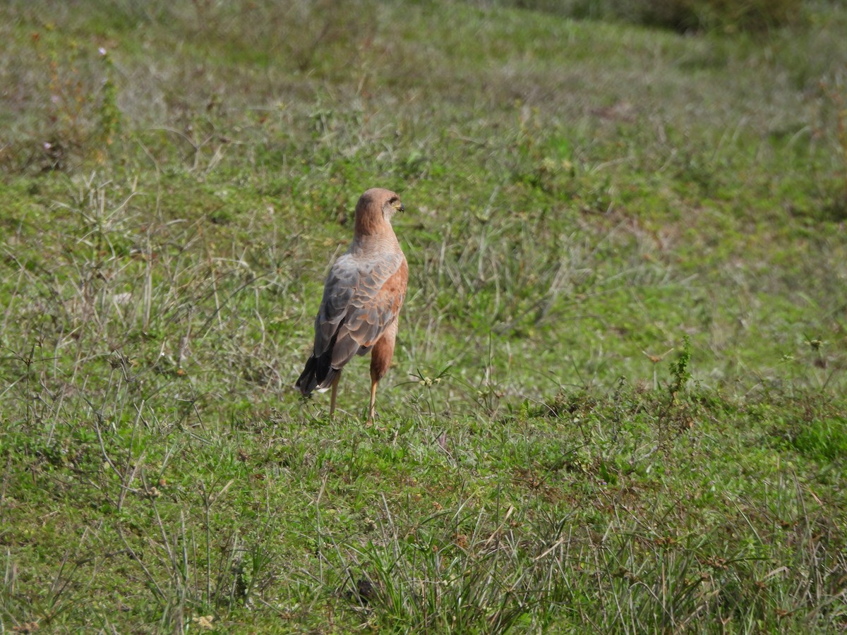 Busardo Sabanero - ML647585414