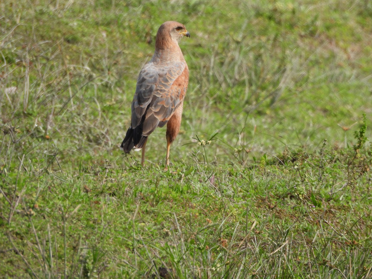 Otlak Şahini - ML647585415